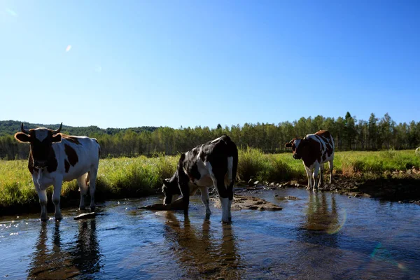 Manada de vacas em pastagens — Fotografia de Stock
