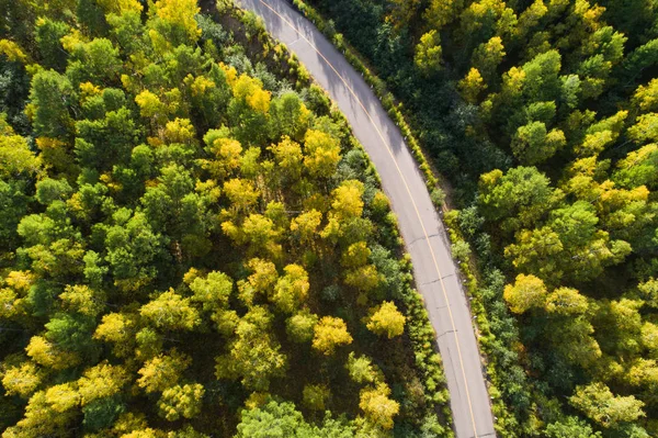 Renkli sonbahar ormanlarında yol 
