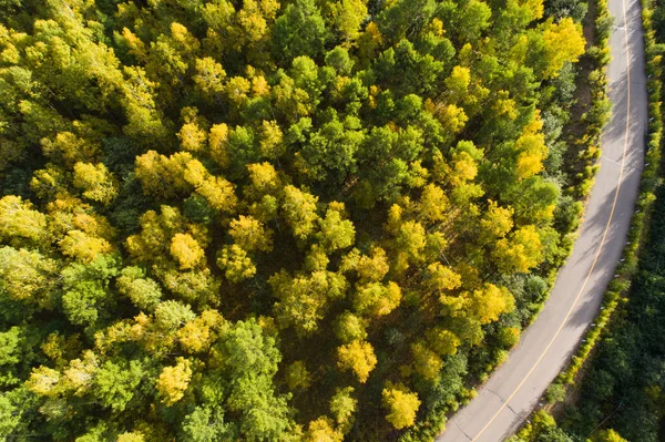 Renkli sonbahar ormanlarında yol 