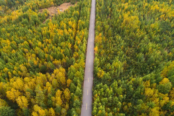 Hösten skogslandskap med road — Stockfoto