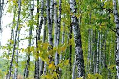 Beyaz huş ağaçları