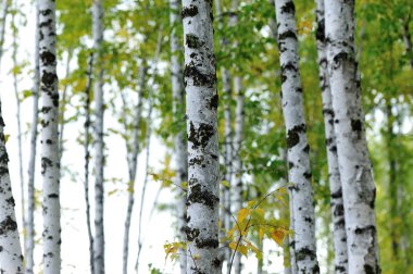 Beyaz huş ağaçları