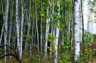 Beyaz huş ağaçları
