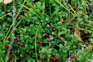 ormandaki kırmızı huckleberries