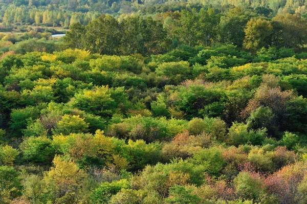 Paesaggio della foresta autunnale — Foto Stock
