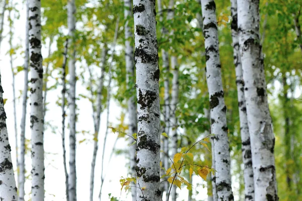 Beyaz huş ağaçları