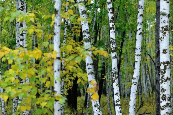 Beyaz huş ağaçları
