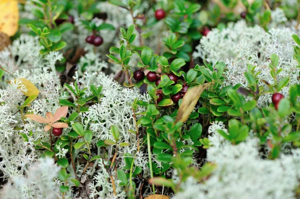 Rote Kräuterbeeren im Wald — Stockfoto