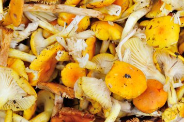 taze yenilebilir mantar 