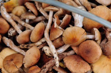 taze yenilebilir mantar 