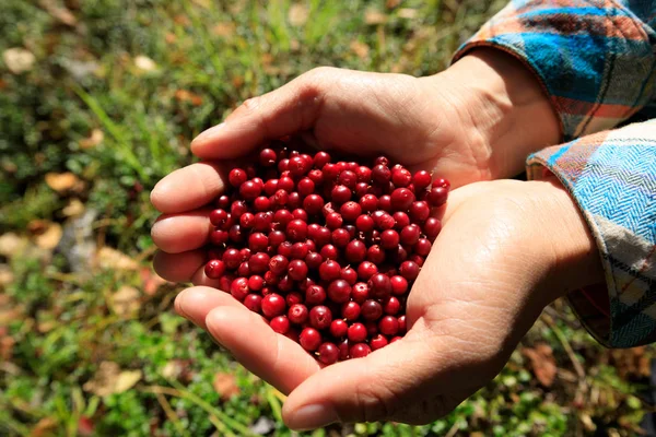 Hände, die rote Kräuterbeeren halten — Stockfoto