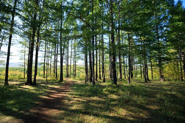 Belo nascer do sol na floresta — Fotografia de Stock