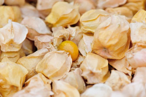 Dried golden physalis berries — Stock Photo, Image