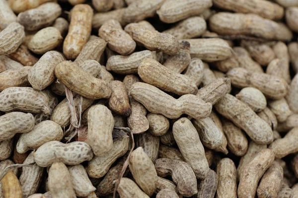 Pile of fresh peanuts — Stock Photo, Image