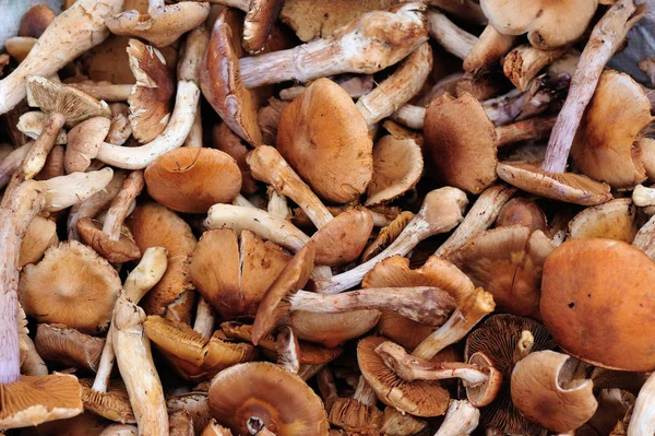 taze yenilebilir mantar 