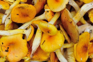 taze yenilebilir mantar 