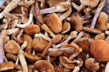 taze yenilebilir mantar 