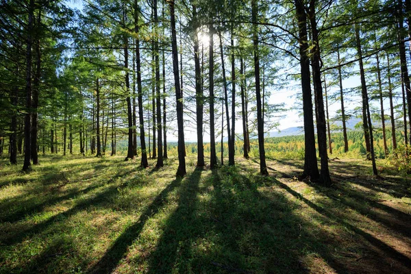 Belo nascer do sol na floresta — Fotografia de Stock