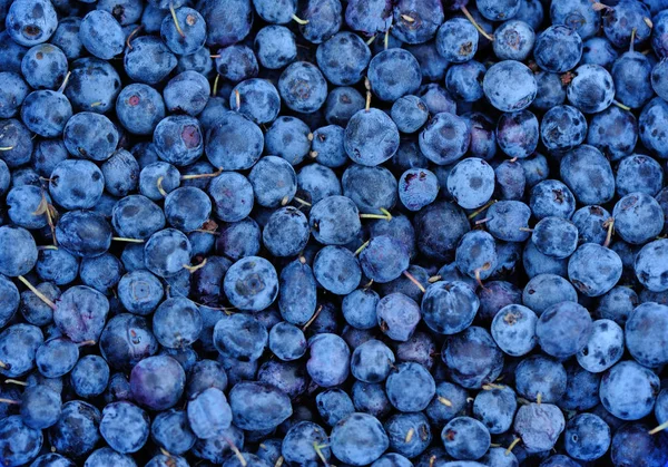 Récolte de bleuets frais — Photo