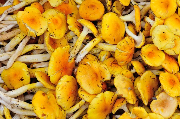 Świeże grzyby jadalne — Zdjęcie stockowe