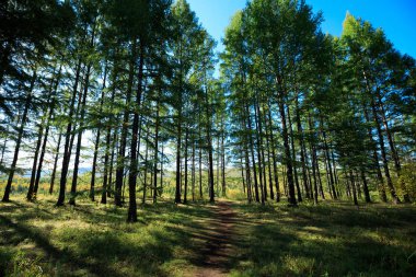 çam ağaçları orman