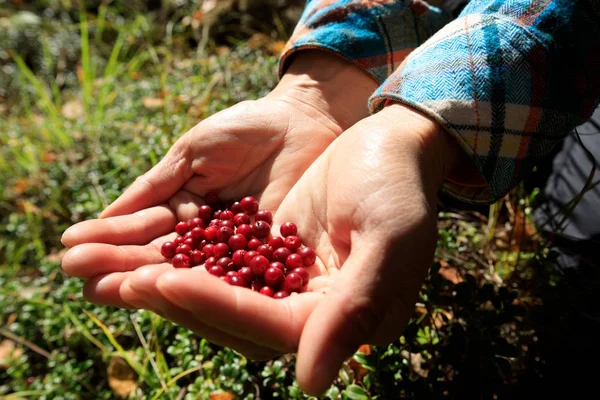 Hände, die rote Kräuterbeeren halten — Stockfoto