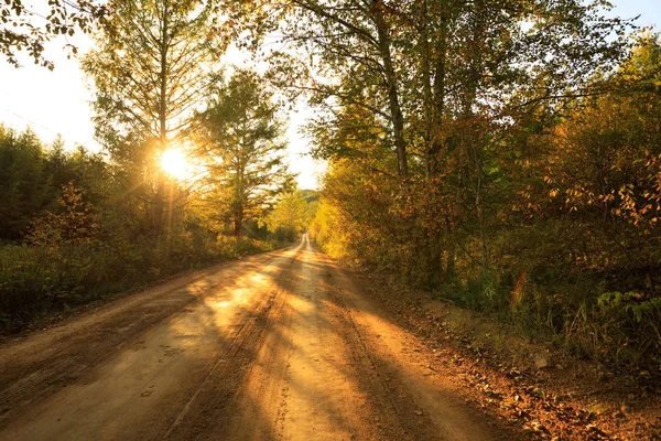 Bellissimo Sentiero Forestale Autunnale Durante Tramonto — Foto Stock