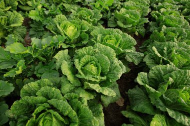 Yeşil Çin lahanası