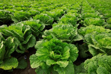 Yeşil Çin lahanası