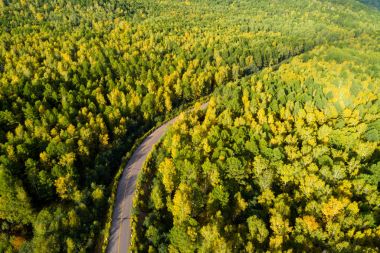  Renkli sonbahar ormanlarında yol