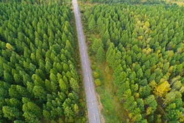  Renkli sonbahar ormanlarında yol