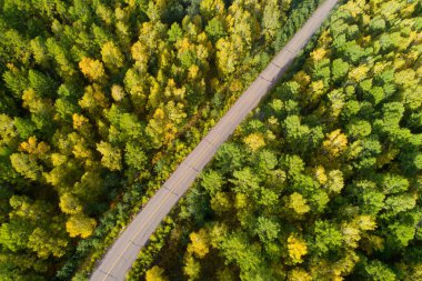  Renkli sonbahar ormanlarında yol