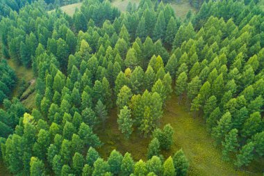 renkli sonbahar orman manzarası