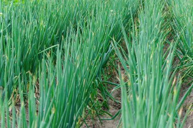 yeşil Çince soğan bitkileri