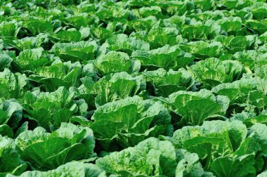 Yeşil Çin lahanası