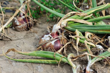 Kırmızı soğan bitkileri