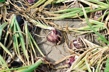 Kırmızı soğan bitkileri