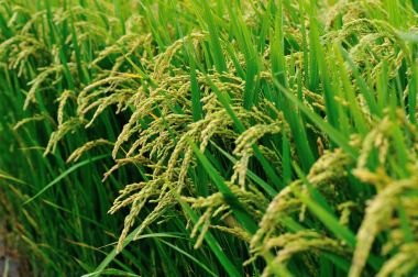 pirinç bitki olmayacak alan