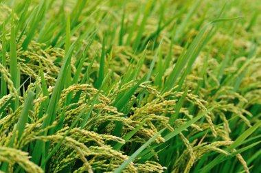 pirinç bitki olmayacak alan