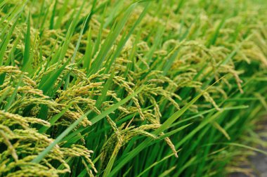 pirinç bitki olmayacak alan