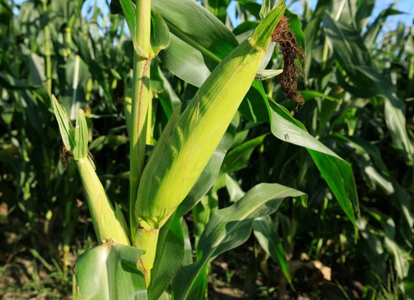 maize crop growing at farm