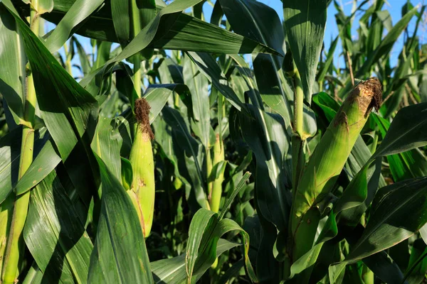 maize crop growing at farm