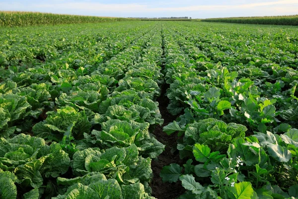 Groene chinese kool — Stockfoto