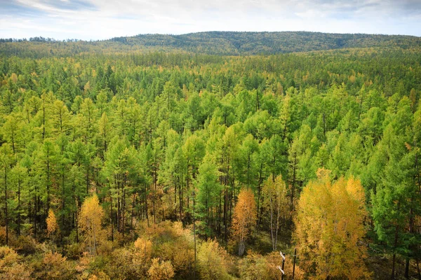 Bellissimo Paesaggio Della Pineta Autunnale — Foto Stock