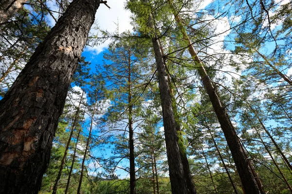 Olhar Para Cima Floresta Pinheiros — Fotografia de Stock