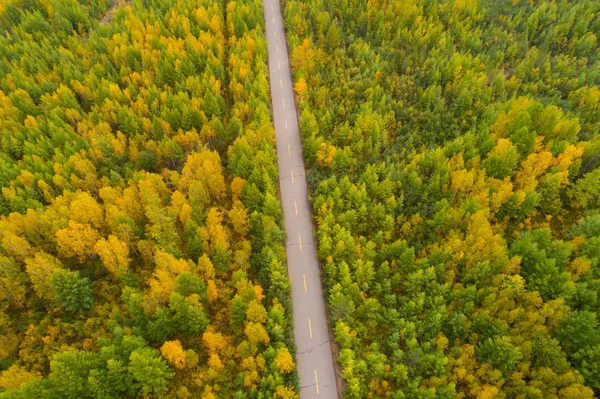 Vägen i färgglad höstskog — Stockfoto