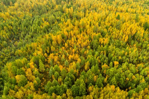 Paisagem florestal de outono colorida — Fotografia de Stock