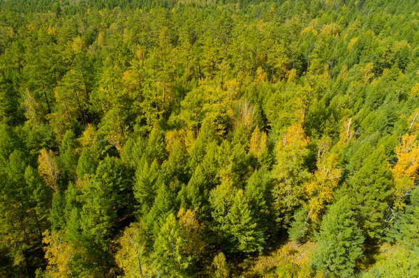 Paisagem florestal de outono colorida — Fotografia de Stock