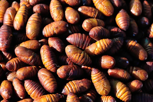Fried Silkworms Market Close View — Stock Photo, Image