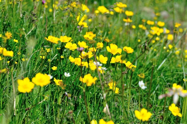 Yeşil Çayır Üzerinde Güzel Sarı Çiçekler — Stok fotoğraf